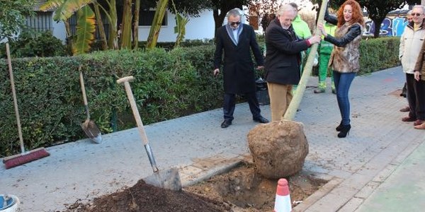 El Ayuntamiento continúa con la campaña de plantación de árboles en alcorques vacíos de toda la ciudad con 41 nuevos ejemplares en el Distrito Macarena