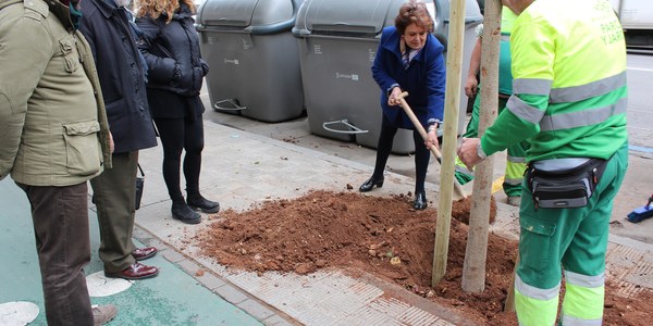 El Ayuntamiento continúa con la campaña de replantación en alcorques vacíos de toda la ciudad con nuevos ejemplares en Los Remedios y prevé árboles en los tramos reurbanizados de las calles Virgen de Regla y Niebla