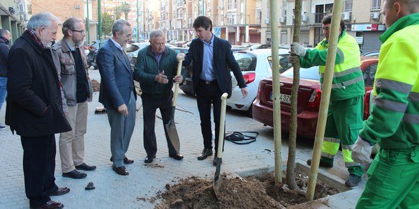 El Ayuntamiento prosigue con  la campaña de replantación en alcorques vacíos de la ciudad con un centenar de nuevos ejemplares en el Distrito Cerro-Amate