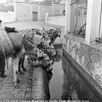 Abrevadero del Perejil junto a la Venta Platilla. 1955. ©ICAS-SAHP, Fototeca Municipal de Sevilla, fondo Manuel de Arcos